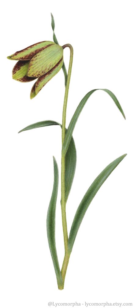 The finished detailed drawing of the previously described fritillaria, with red and green petals, a pale green stem and dark green leaves. It looks very tidy compared to the sketchbook.