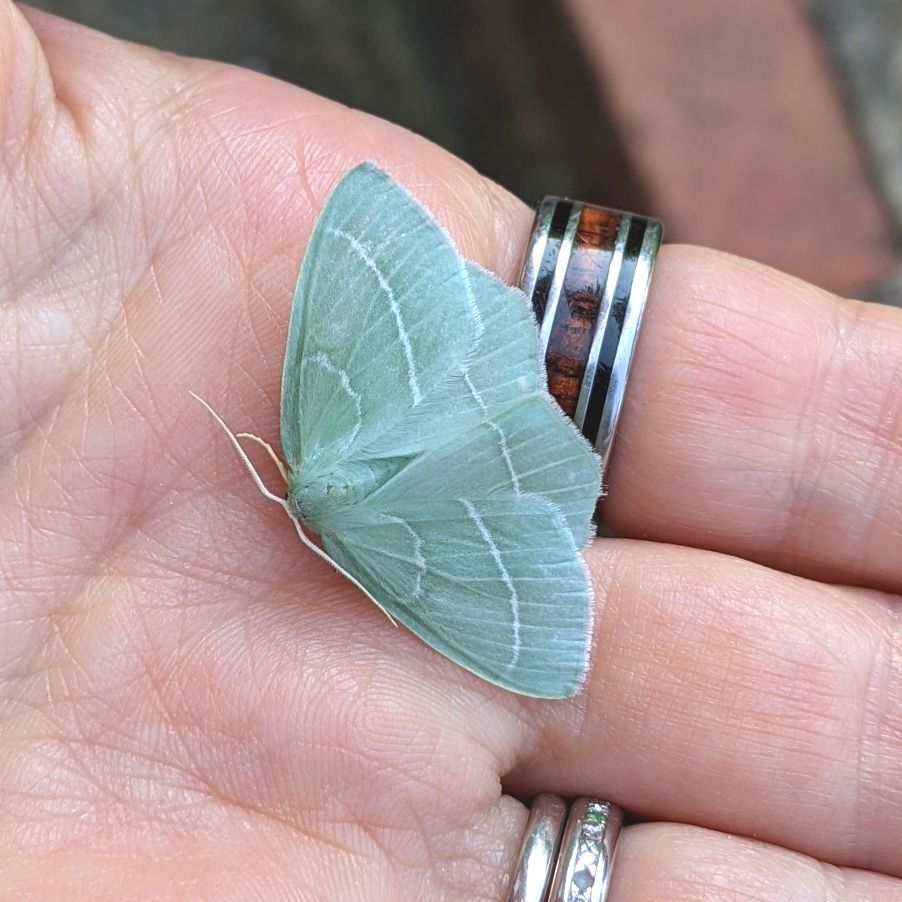 A gloriously minty blue-green small emerald moth sitting on my hand. It has wide wings with thin horizontal white stripes, and a fluffy body, It is magnificent.