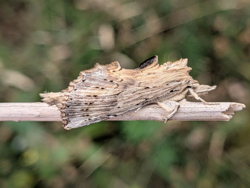 Again I bring to you the most magnificent piece of twig. No, wait! It's a pale prominent moth again, my bad. Humour me though, because it's the best lil moth pal. Plus it's an easy mistake to make, and I will continue to make that joke, because this long, thin, irregularly shaped moth looks exactly like a broken bit of dried plant stem or twig. In both colour and shape I can imagine it fooling many an eagle eyed bird, lizard, or other predator. Or a human out looking for moths because I had to go get my good specs to fully appreciate it's magical-ness. Truly an utterfuckingly splendid disguise.