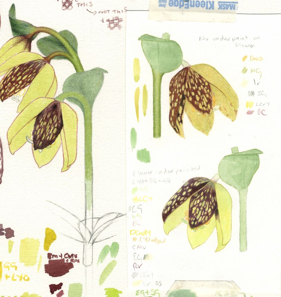 Still trying to work out how to get the petals right. Imagine the internal screaming.