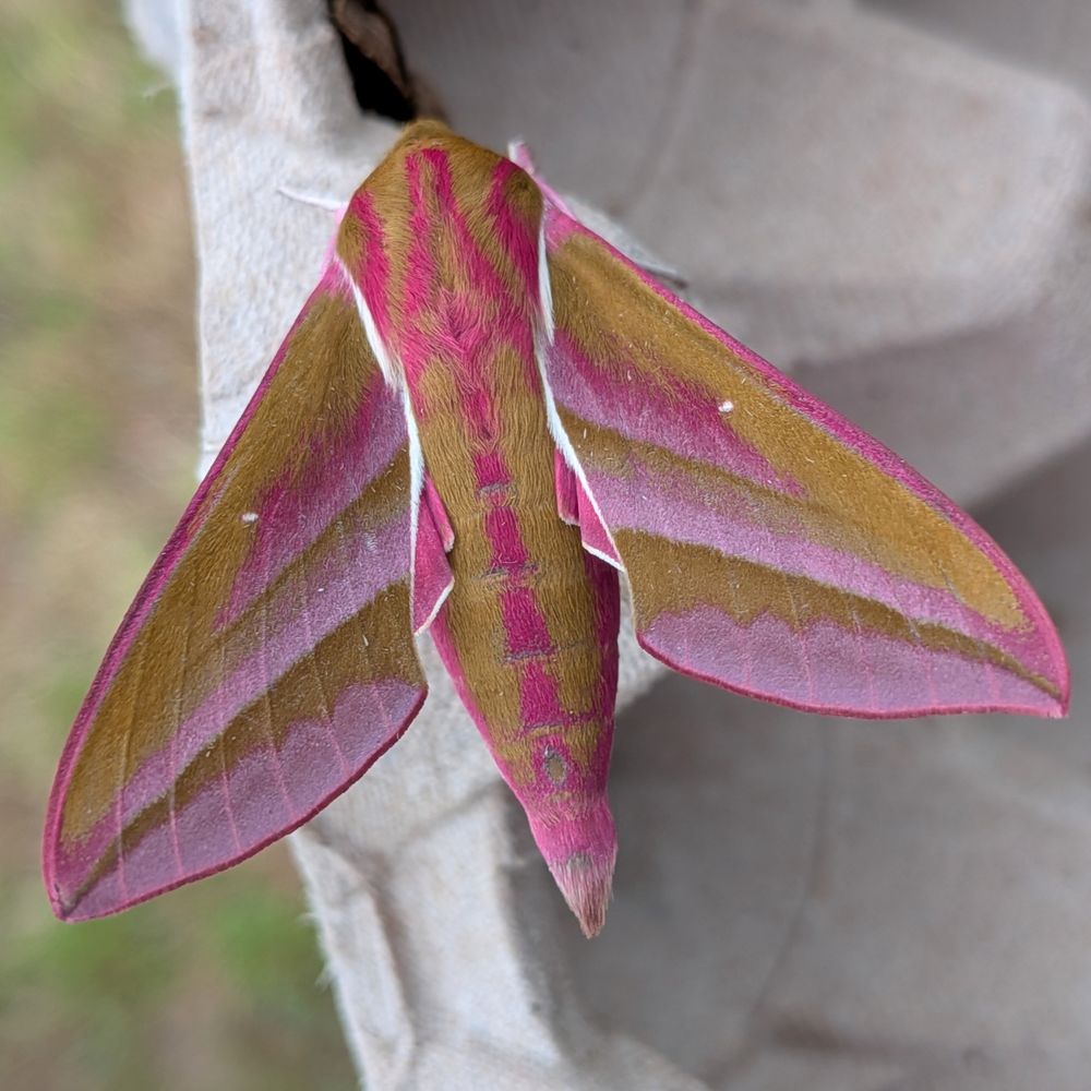 Top down view of the elephant hawkmoth to show it's sleek fighter jet shape, and the patterns of it's pink and olive green markings. 11 out of 10 excellent moth buddy.