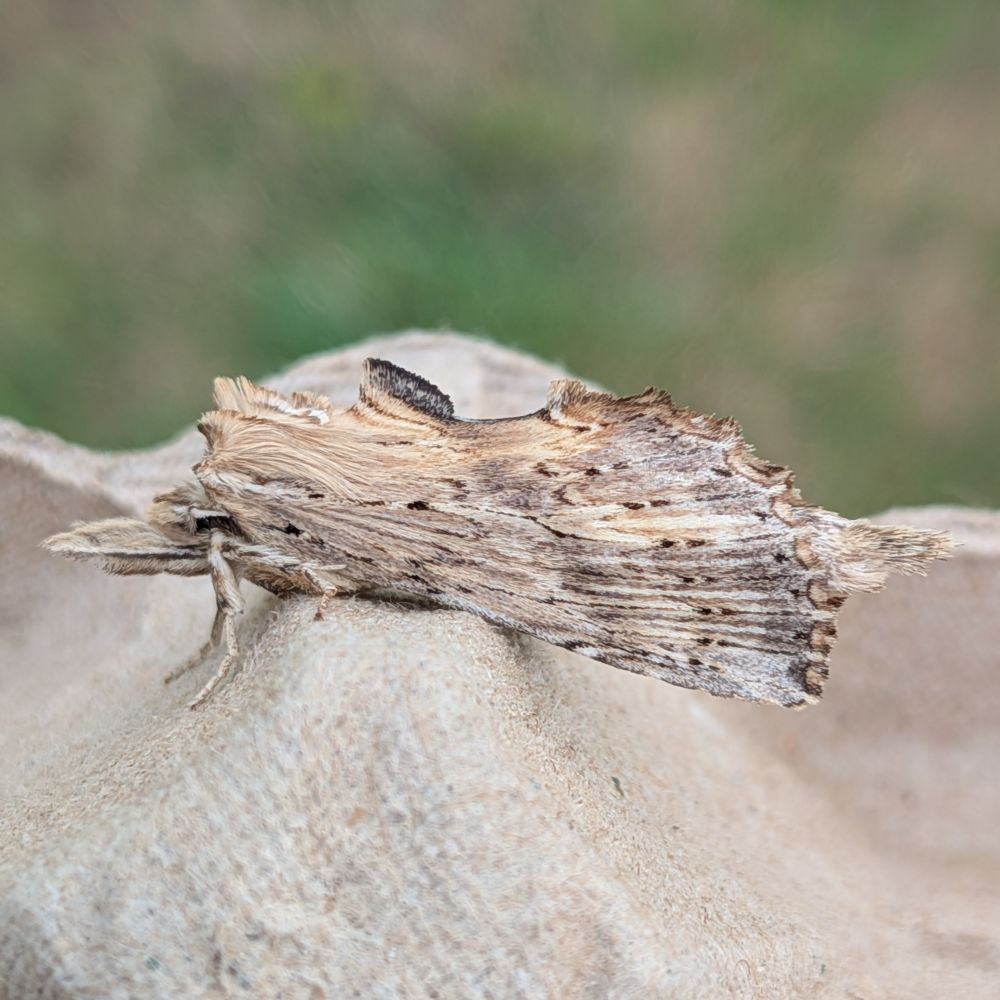 The same twig mimicking moth, sitting on a grey cardboard egg tray from my moth trap. The point here is that you don't have to go very far away for it to just look completely like a twig. Majestic camouflage, truly. 