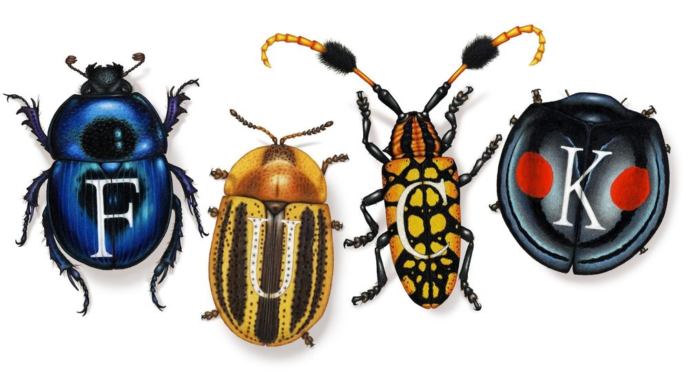A colour pencil drawing of four different beetles, and to avoid burying the lede; they each have a letter drawn on their back and the letters are F U C and K. The beetles are all quite colourful and have different textures - shiny, matte, or pitted with little holes. There's a shiny dung beetle with spiky legs, a stripey tortoise beetle with pitted elytra, a long thin longhorn beetle with a matte body and very long antennas, and an extremely round and shiny type of ladybird. Sweary beetle friends to help us vent at the world.
