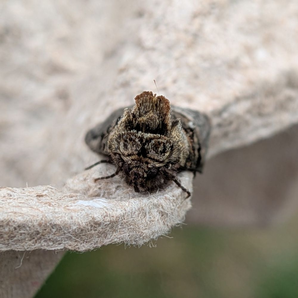 Front view of the same fuzzy moth pal, showing that there is a pair of dark circular markings on the fluff above its face that could, if you squint, resemble spectacles. 