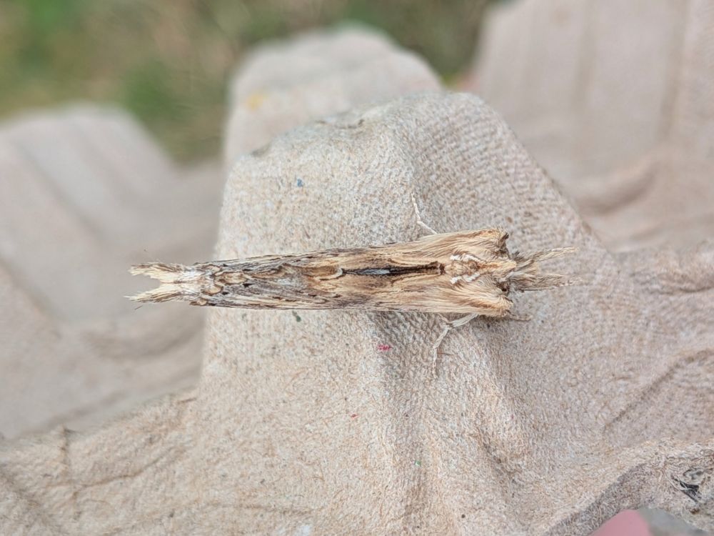 A top down view of the same twig mimicking moth. It seems somehow even more twiggy from this angle, so long and thin, with a mottled colour scheme that looks just like a bit of dried stem. Just amazing. 