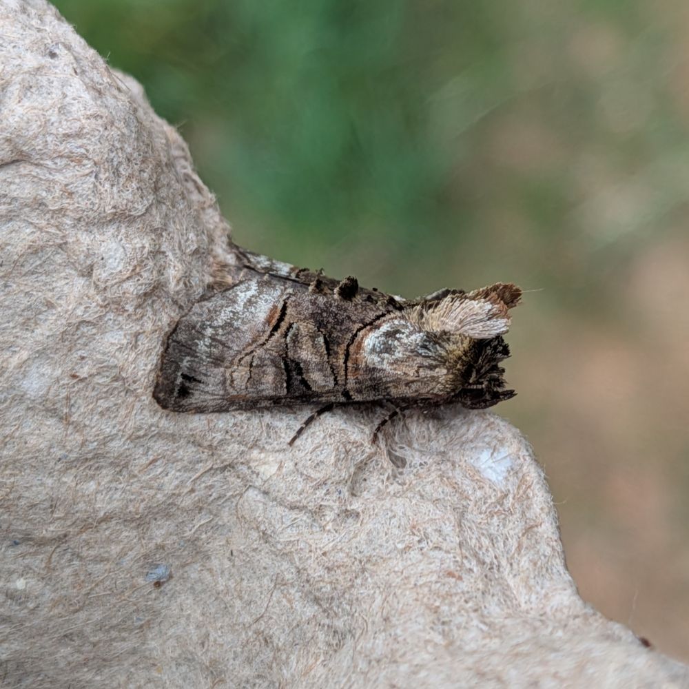 Side view of the same warm and fuzzy moth, showing that the tufts of hair above its face do indeed stock upwards in a very punk way.
