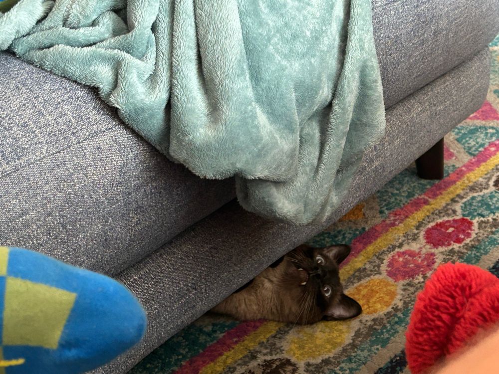Cat with fangs looks out from under couch with crazed look 