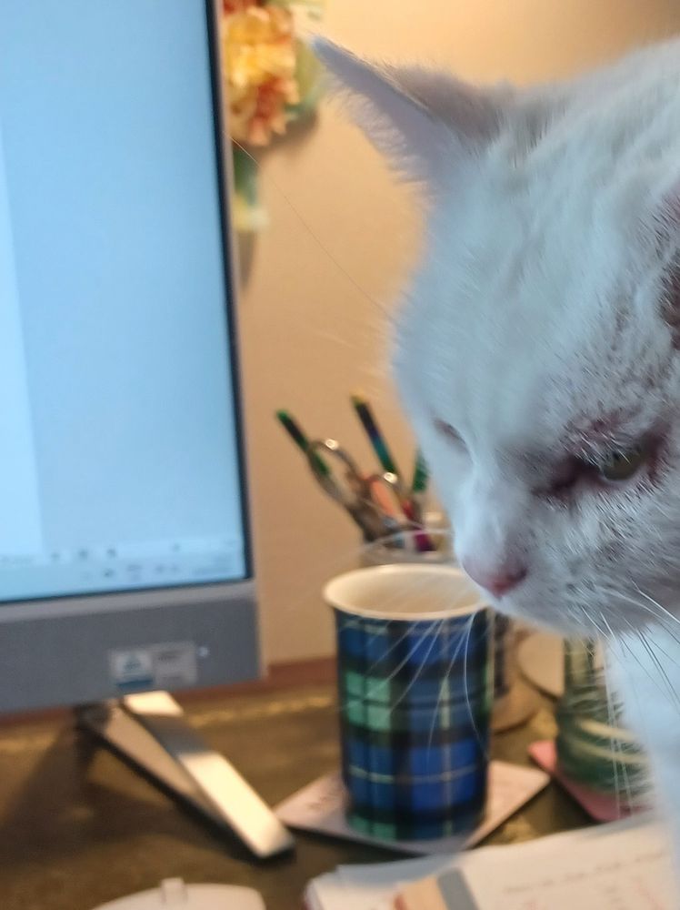 Close up of white cat sitting in front of a computer. 