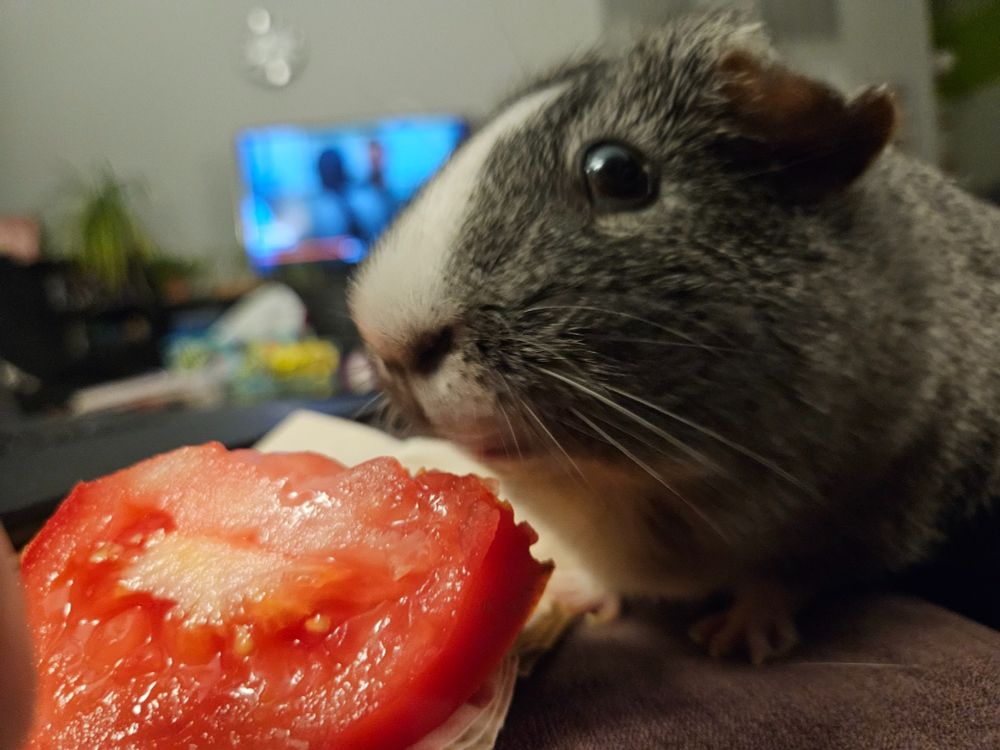 a guinea pig looks wild-eyed while eating a tomato