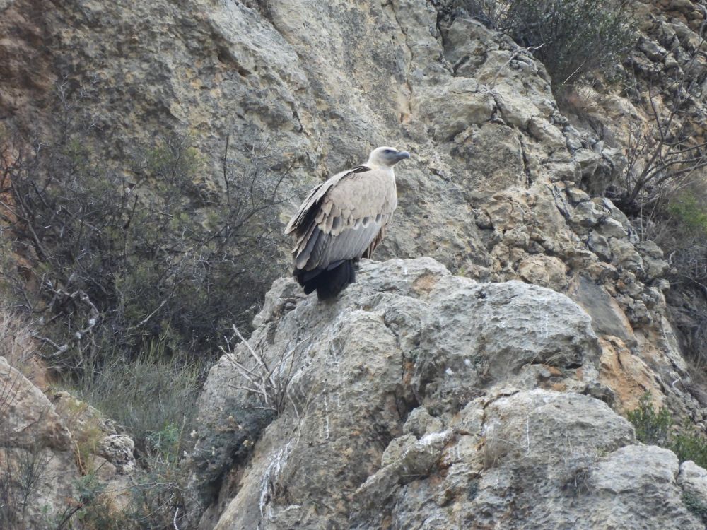 Voltor comú (Gyps fulvus) al Congost de Baldellou