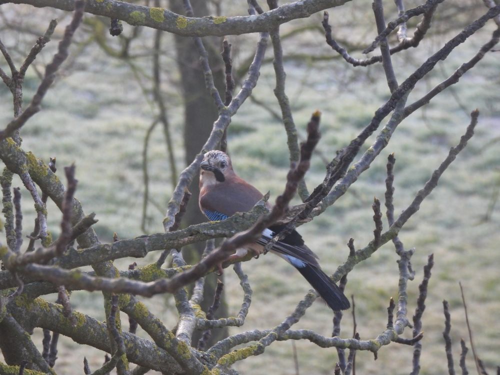 Gaig (Garrulus glandarius) al Lluçanès