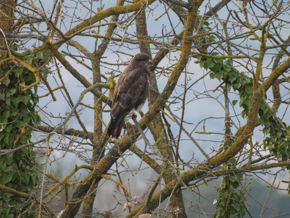 Aligot comú (Buteo buteo) al Lluçanès