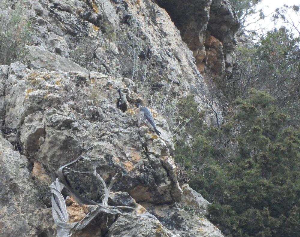 Falcó peregrí (Falco peregrinus) al Congost de Baldellou