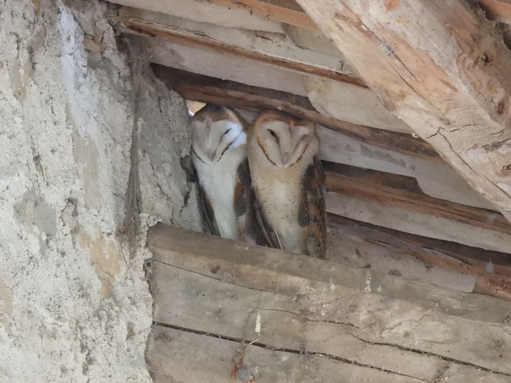 Dues òlibes (Tyto alba) sobre uns viga dormitant, un mascle i una femella