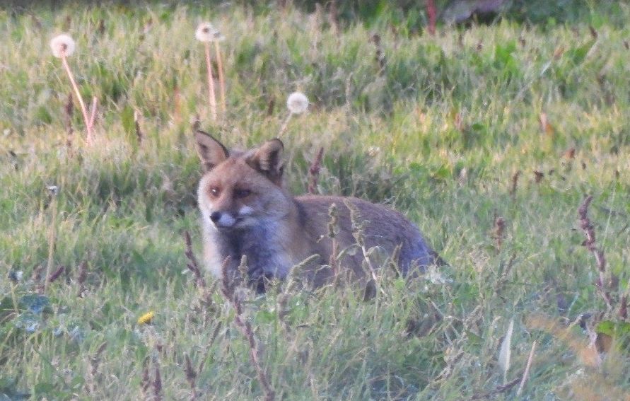 Guineu (vulpes vulpes) en un prat