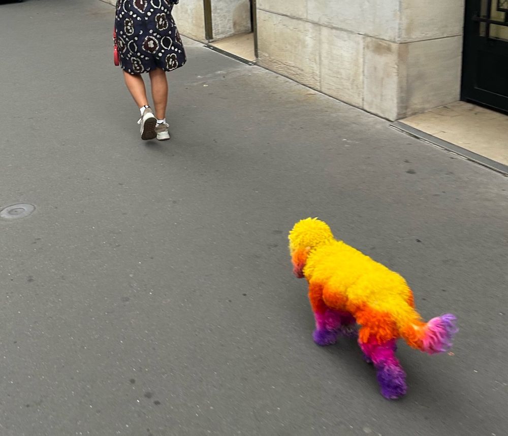 Un chien multicolore 