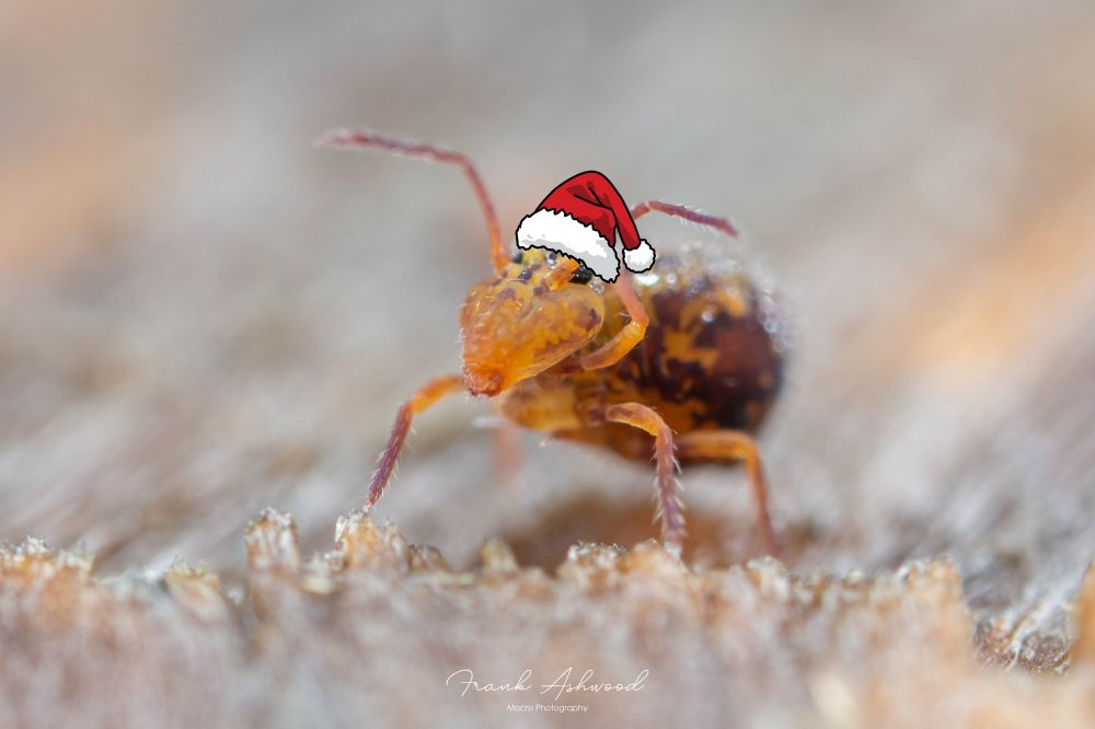 A photograph of a yellow coloured, round-bodied springtail looking upwards, wearing a santa style christmas hat.