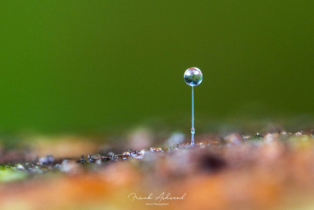 A photograph of a springtail spermatophore: a thin transparent stalk with a glob of clear fluid on the top.