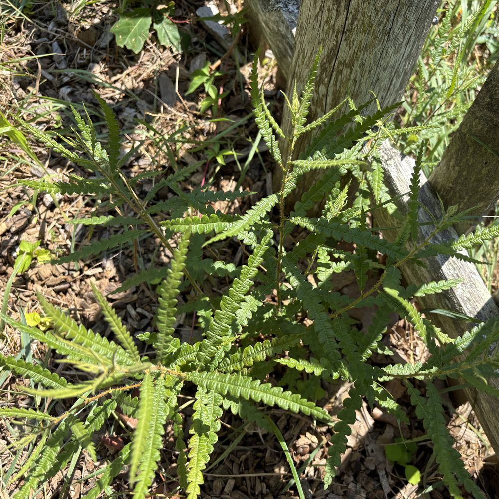 a photo of a sweet fern plant right next to a faded cedar picket fence. its hairy, weedy, long leaf appearance give it a real cannabis look.