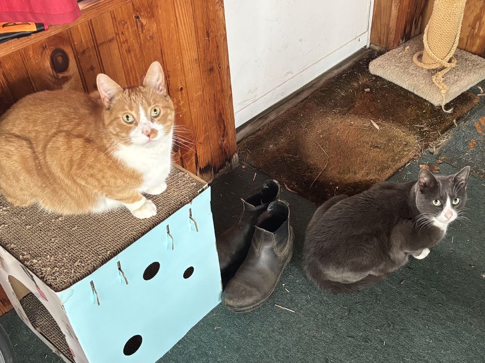 two cats hang out in a mudroom, both have white noses, chests and paws. sunny is an orange tabby and buzzy is dark gray