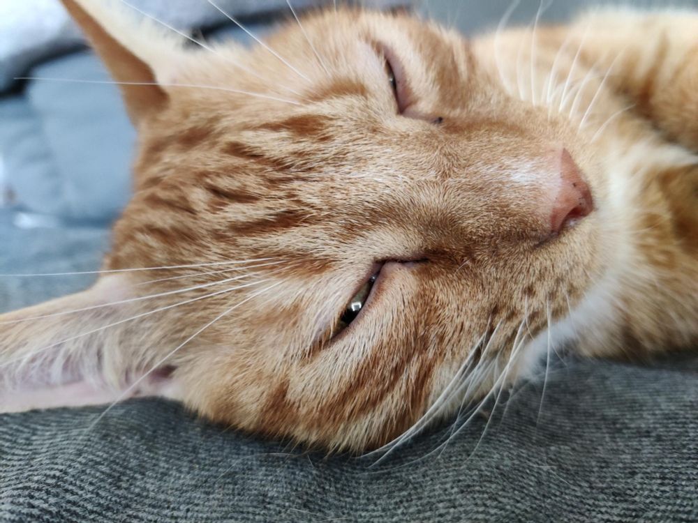 Nahaufnahme vom Gesicht des orangenen Katers. Er hat die Augen nur einen schmalen Spalt breit offen.