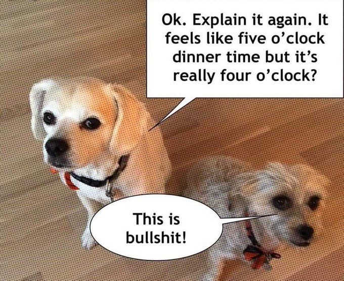 2 dogs waiting to be fed and complaining because daylight savings time sent the clocks back an hour, making them wait an hour longer for food.