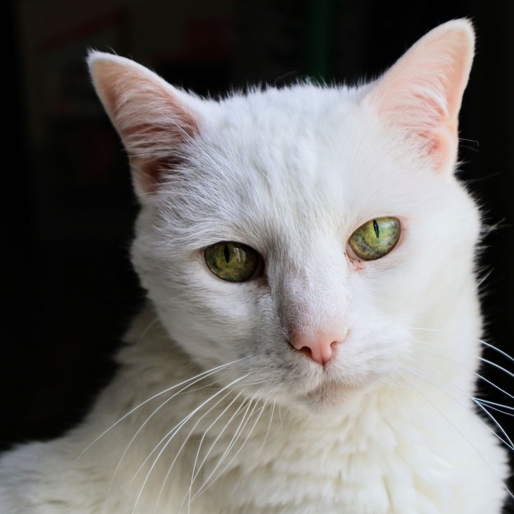 White cat on a black background. Her name is Dagger and she has green eyes with flecks of blue. Pink ears and nose 