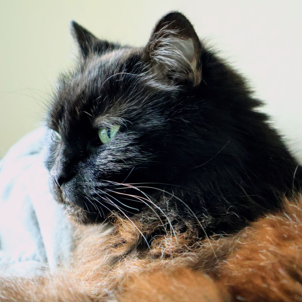 Cid profile picture. He's Black with brown highlights in his fur, green eyes, being very sleepy
