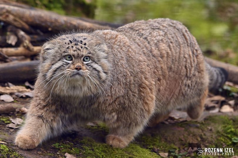 Big fat fluffy grey wild cat