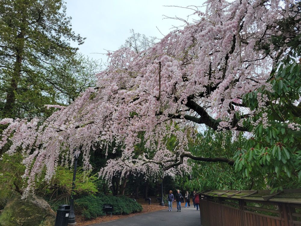 Drooping branches of a cherry blossom tree in full bloom 