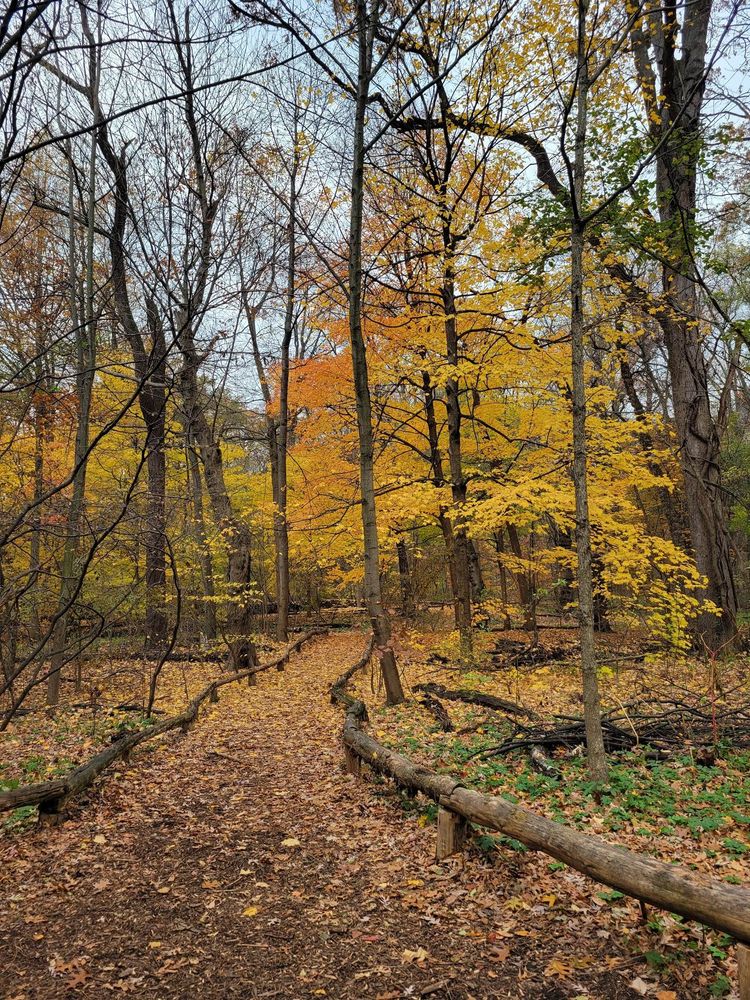 Yellow foliage and a forest path.