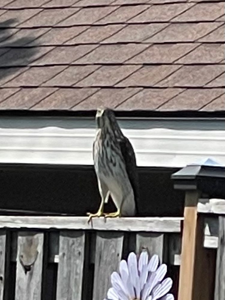 Coopers Hawk - South D