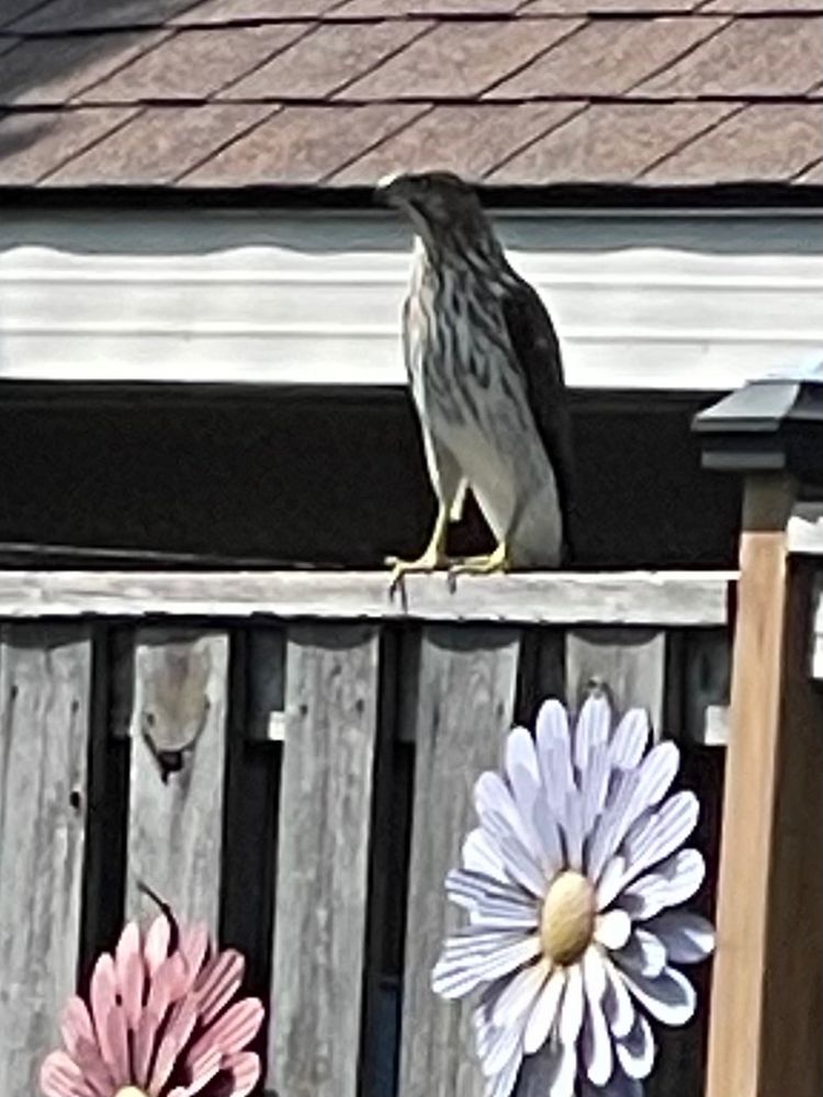 Coopers Hawk - South D