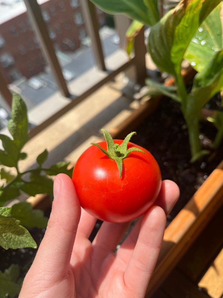 a perfect little tomato in the sunlight 