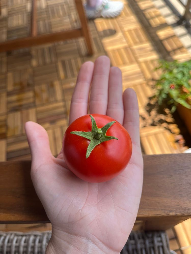 a perfect little tomato sitting in my hand