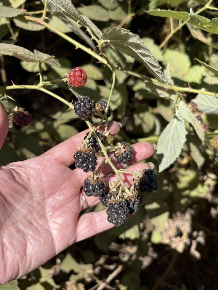 a cluster of ripe blackberries