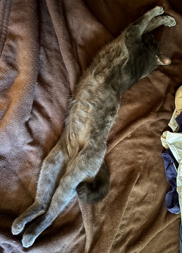a very long gray male cat stretched out on a bed