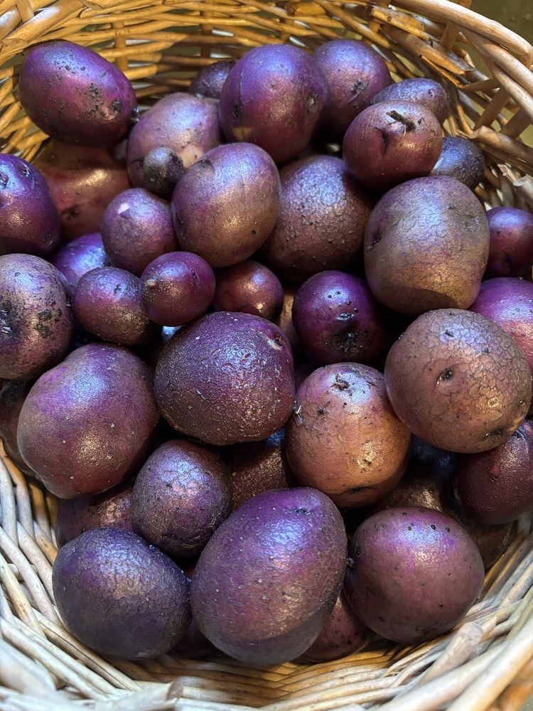 A basket full of purple-skinned potatoes