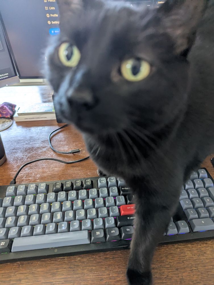 A cat named Pollyester standing on a keyboard
