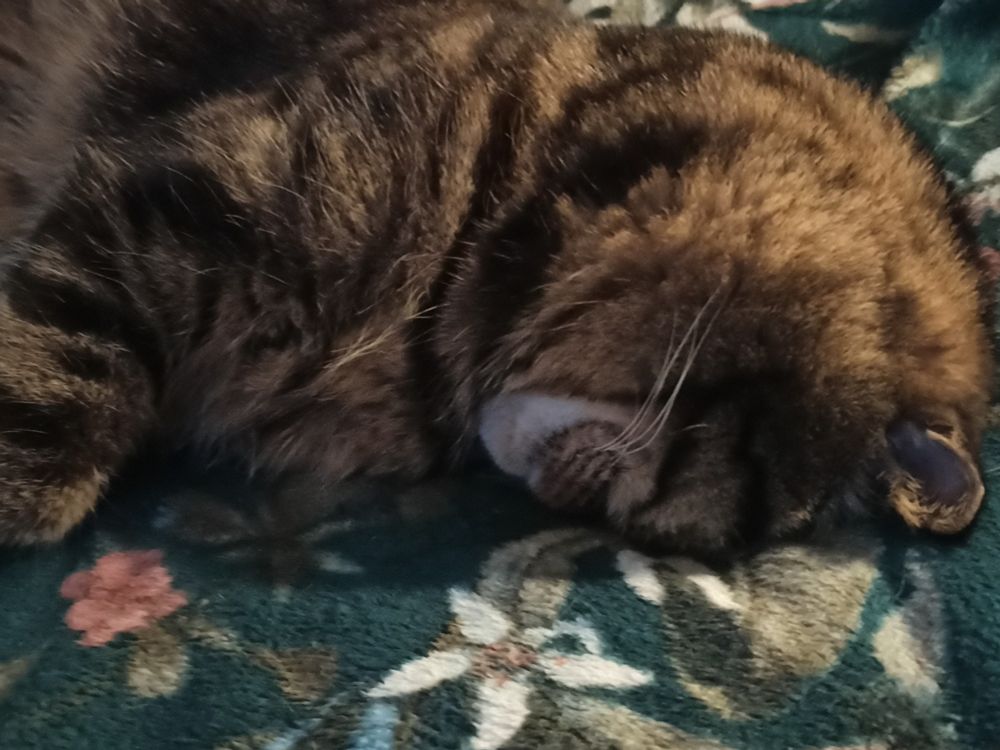 Kot śpiący z głową wciśniętą w kanapę, "do góry nogami"