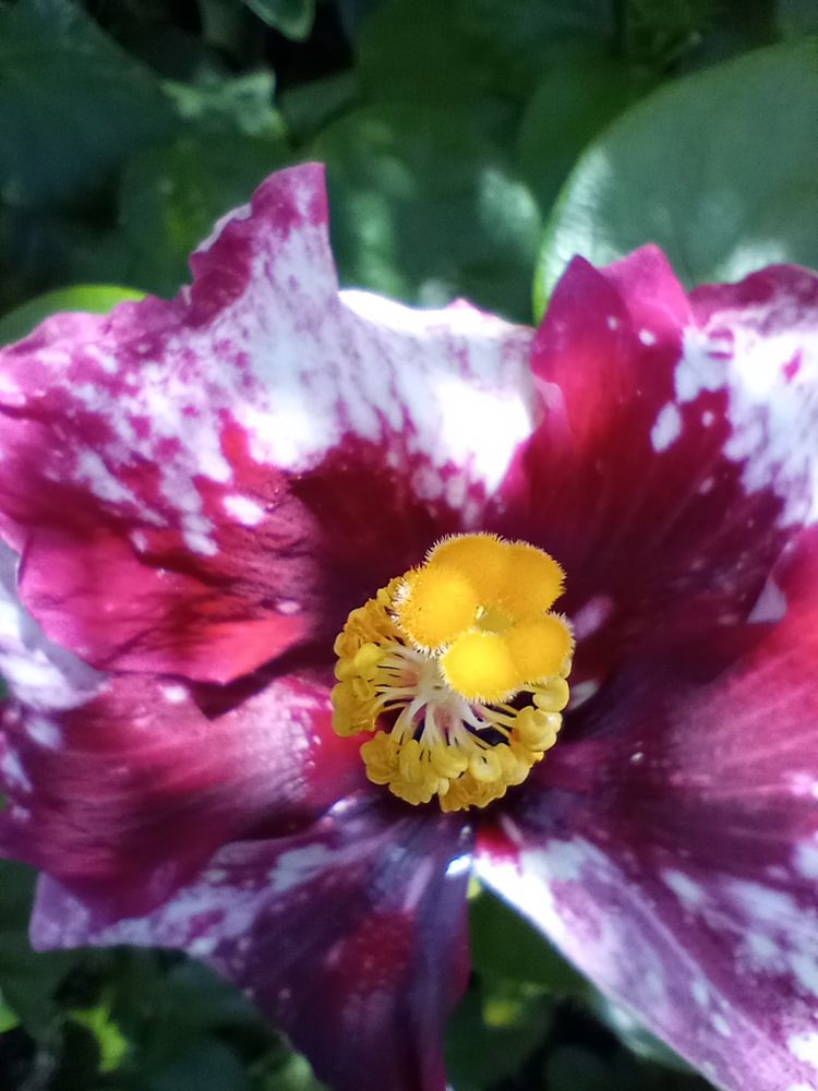 Closeup photo of a flower with bright pink and white petals and a golden yellow center. 