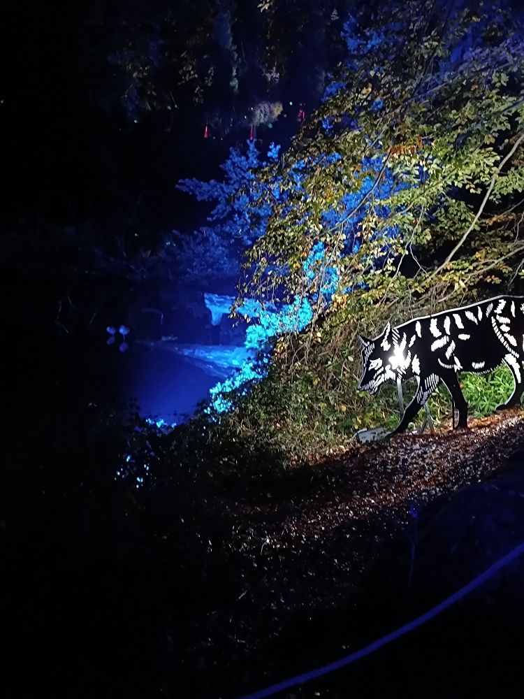 Photo de nuit où un Loup en carton s'approche du bord d'un étang illuminé en bleu