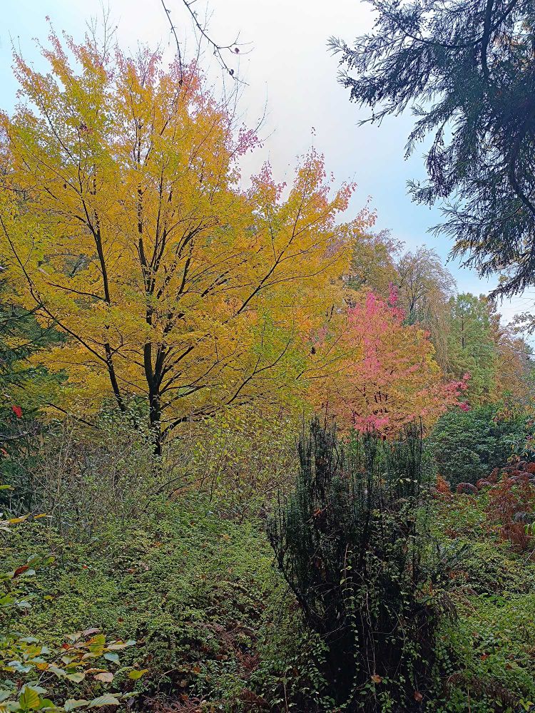 Au premier plan, des arbres encore parés de leurs feuilles vertes, puis au-dessus,un arbre entièrement jaune, puis derrière un arbre d'un magnifique rose, comme une tâche dans un tableau de dégradé de vert