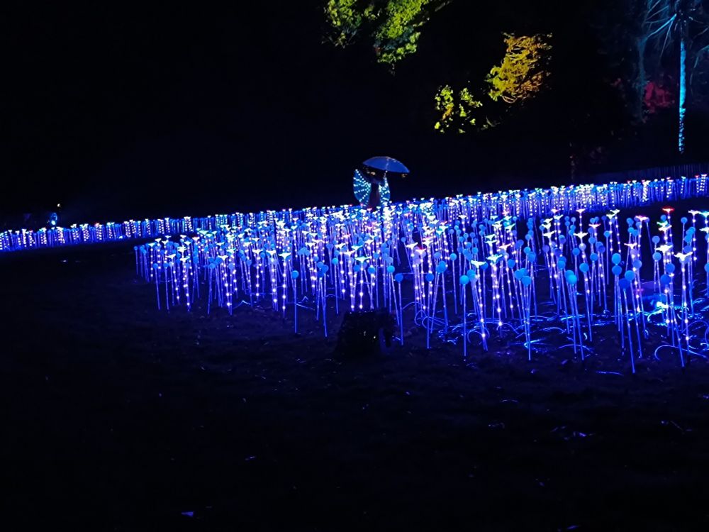 Des tiges bleutées se dressent sur une pelouse pour l'éclairer, de nuit