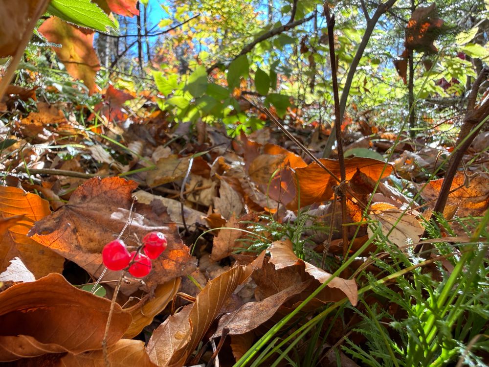 Three red berries glow against a backdrop of fallen leaves and moss. Near Lakewood, Wisconsin 