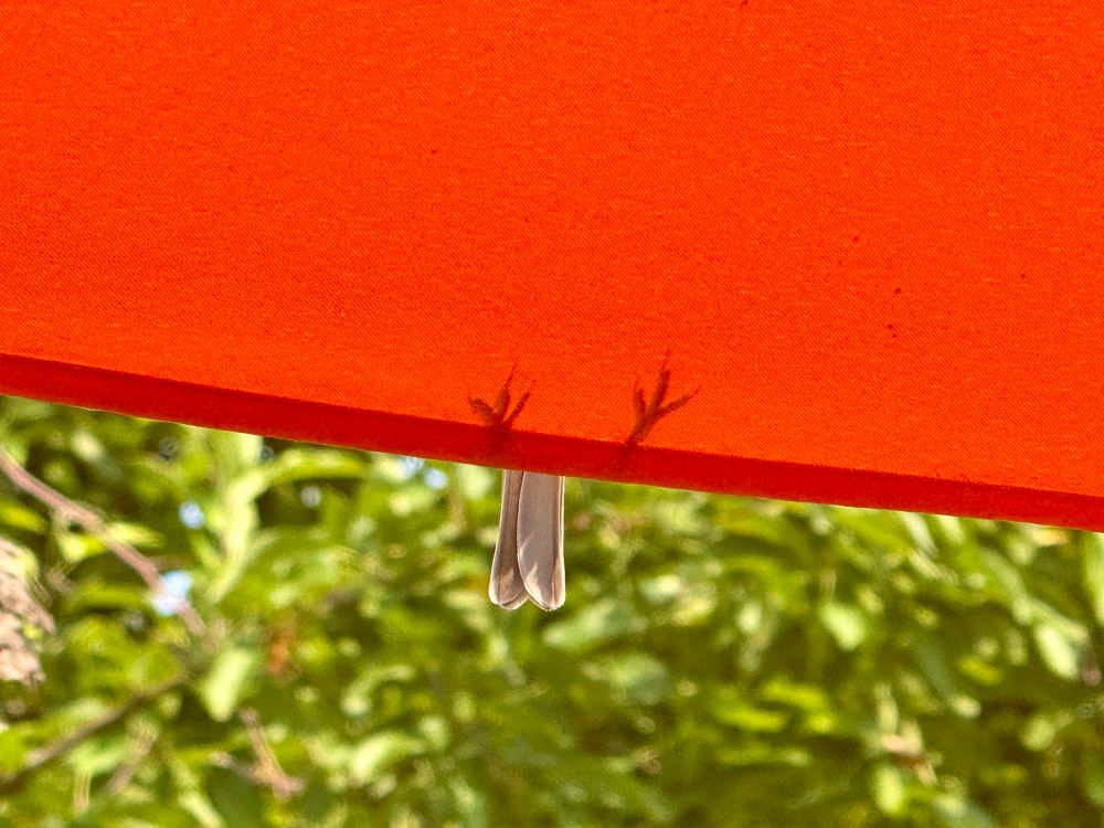 A sparrow perches on an orange umbrella in such a way that you can see just the shadow of the bird’s feet on the edge and a little gray tail sticking down