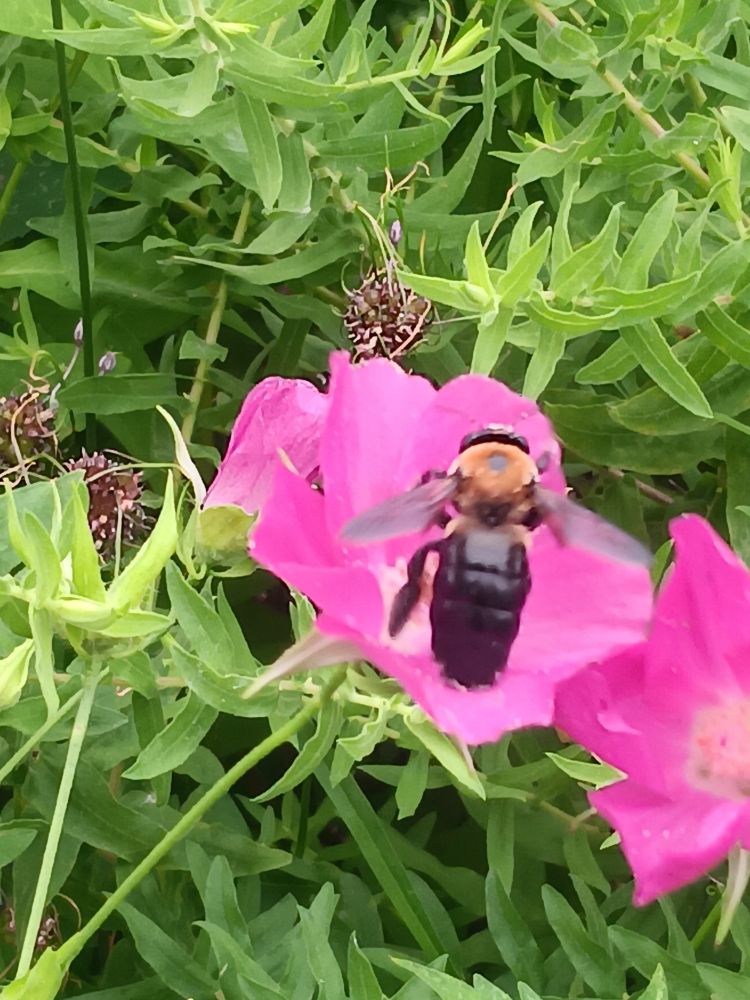A large black and rusty carpenter bee feeding on a neon pink flower