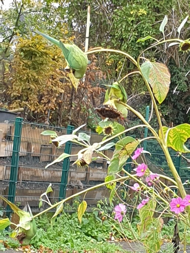 Halsbandsittiche im Vorgarten, die sich an verblühten und verblühenden Sonnenblumen die Bäuche vollschlagen.

Das Grün des Gefieders sieht fast genauso aus, wie die Blätter der Sonnenblumen, so dass man die Vögel nicht sofort sieht.