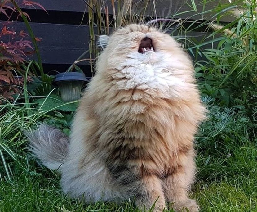 A fluffy pale cat has its head back and its mouth open with what humorously appears to be heartfelt emotion