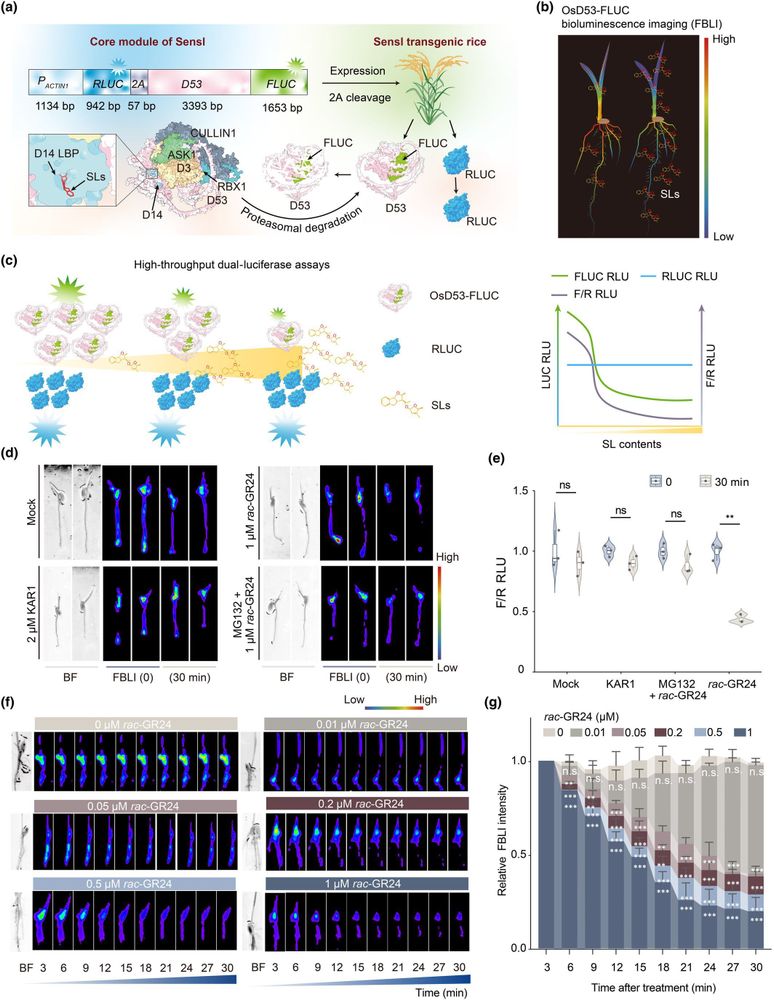 Engineering of the Sensl biosensor in rice. 